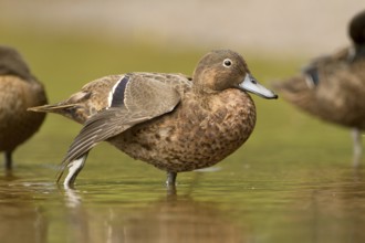 Brown Teal (Anas chlorotis) female, North Island, New Zealand