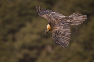 Bearded Vulture (Gypaetus barbatus) flying, Pyrenees, Spain