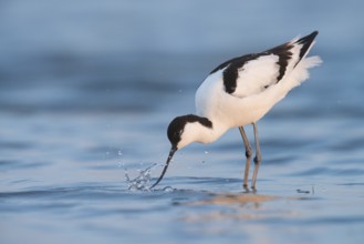Pied Avocet (Recurvirostra avosetta) foraging, Lake Neusiedl, Austria