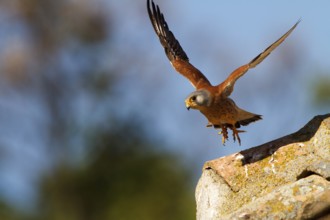 Lesser Kestrel (Falco naumanni) male flying, Castile-La Mancha, Spain