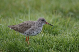 Common Redshank (Tringa totanus), Netherlands