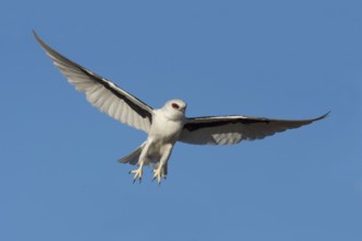 Schwarzachselaar (Elanus scriptus) flying, South Australia, Australia