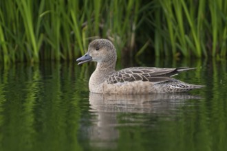 Eurasian Wigeon (Mareca penelope), Iceland