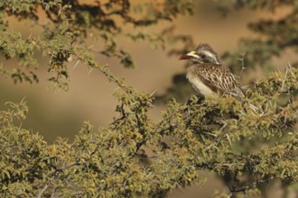 African Grey Hornbill (Lophoceros nasutus), Northern Cape, South Africa
