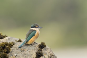New Zealand kingfisher (Todiramphus sanctus vagans)