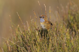 Southern Emu-wren (Stipiturus malachurus), New South Wales, Australia