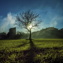 Bright sunlight shines through the branches of a leafless tree standing alone in a serene field in