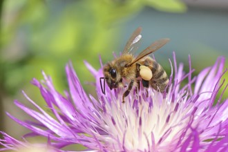 European honeybee (Apis mellifera), with pollen pellets, collecting nectar from a flower of the