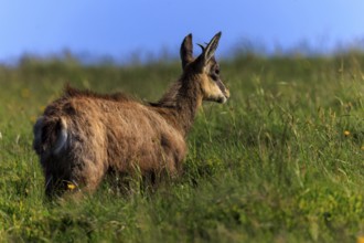 A chamois looks across the meadow into the distance, chamois, chamois, (Rupicapra rupicaprae),