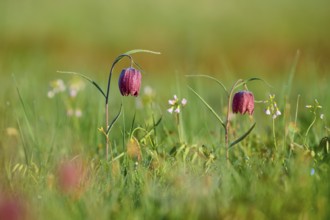 Snake's Head Fritillary or lapwing (Fritillaria meleagris), in the morning sun on a green meadow,