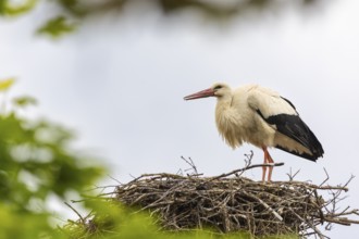 White stork (Ciconia ciconia) in eyrie, birds, Affenberg Salem, Linzgau, Baden-Württemberg, Germany