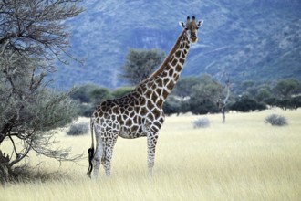 Giraffe (Giraffa camelopardalis giraffa) in the early morning light, Namibia