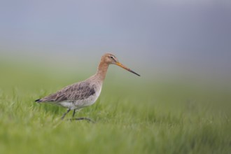 Early morning in the meadow... Black-tailed godwit (Limosa limosa) in fresh breeding plumage