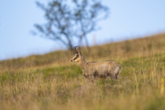 Chamois (Rupicapra rupicapra) on a meadow in the Vosges Mountains, wildlife, France
