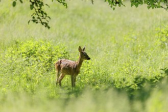 A female roe deer (Capreolus capreolus) stands in a green meadow. Bavaria, Germany