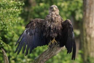 Eagle with spread wings standing on a tree stump, white-tailed eagle (Haliaeetus albicilla), France