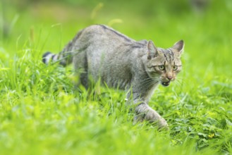European wildcat (Felis silvestris silvestris) on a meadow, Hesse, Germany