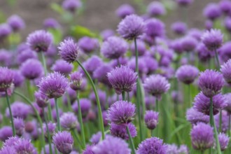 Chives, chive blossoms (Allium schoenoprasum), Münsterland, North Rhine-Westphalia, Germany