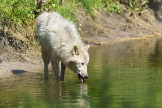 A wolf drinking at a calm body of water surrounded by green vegetation, Arctic wolf, (Canis lupus