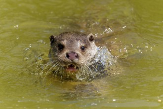 An otter swimming head-on in the water with its mouth wide open, European otter (Lutra lutra)