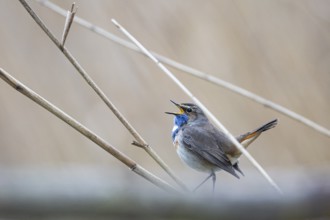 Bluethroat (Luscinia svecica cyanecula) ml Germany