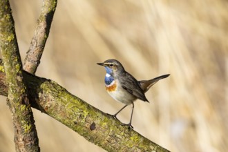 Bluethroat (Luscinia svecica cyanecula) ml Germany