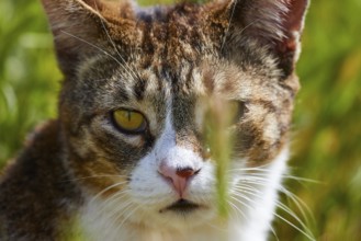 Tabby cat with yellow eyes looking through blades of grass, Kalithea, cat station, Rhodes,