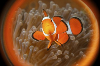 Falscher Clownfisch, Falscher Clown-Anemonenfisch, Orangeringel-Anemonenfisch, Amphiprion ocellaris