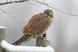 Turmfalke (Falco tinnunculus)