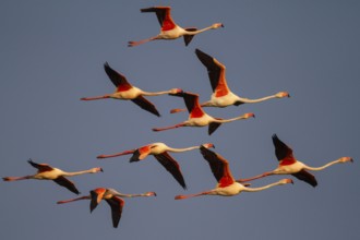 Greater Flamingo (Phoenicopterus roseus) flying, Greece
