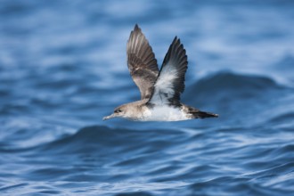 Black-vented Shearwater Puffinus opisthomelas San Diego, California, United States 14 September
