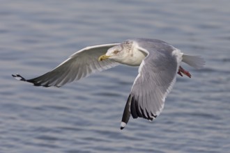 Herring Gull (American)
