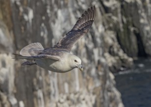 Northern Fulmar (Fulmarus glacialis) flying, Scotland, United Kingdom