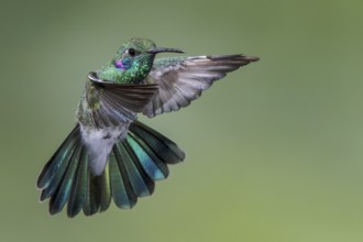 White-vented Violetear (Colibri serrirostris) flying and feeding at a flower in the Atlantic