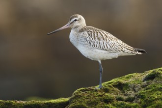 Bar-tailed Godwit (Limosa lapponica) juvenile, Asturias, Spain