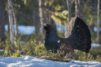 Western Capercaillie (Tetrao urogallus) male, Vaesterbotten, Sweden