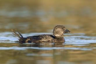 Musk Duck (Biziura lobata) female, Victoria, Australia