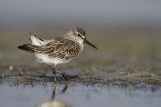 Broad-billed Sandpiper (Calidris falcinellus), Oman