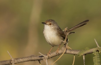 Graceful Prinia (Prinia gracilis), Oman