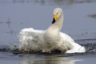 Whooper Swan (Cygnus cygnus) bathing, Vaestergoetland, Sweden