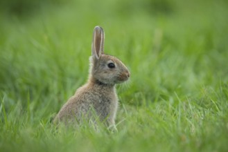 European Rabbit (Oryctolagus cuniculus) juvenile in meadow, Lower Saxony, Germany
