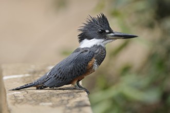 Ringed Kingfisher (Megaceryle torquata), Pantanal, Brazil