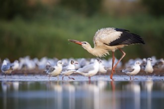White Stork (Ciconia ciconia) foraging in shallow water, Saxony-Anhalt, Germany