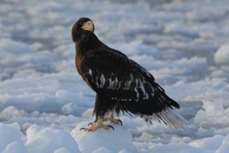 Steller's Sea Eagle (Haliaeetus pelagicus), Hokkaido, Japan