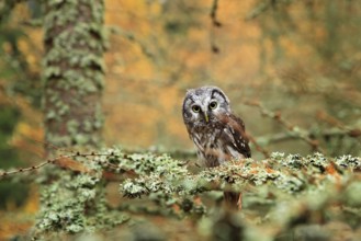 Owl hidden in the orange leaves. Bird with big yellow eyes. Autumn bird. Boreal owl in the orange