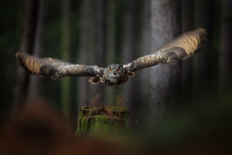 Dark forest with bird. Owl in forest habitat, tree stump. Flying Eurasian Eagle Owl with open wings