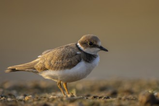 Little Ringed Plover (Charadrius dubius) juvenile, North Rhine-Westphalia, Germany