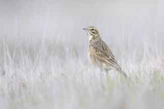 Australian Pipit (Anthus australis), Victoria, Australia