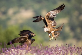 Black Kite (Milvus migrans) flying, Madrid, Spain