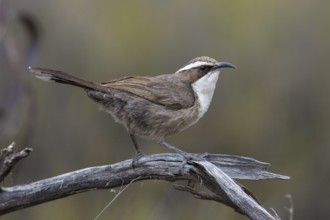 White-browed Babbler (Pomatostomus superciliosus) perched on a branch, Victoria, Australia
